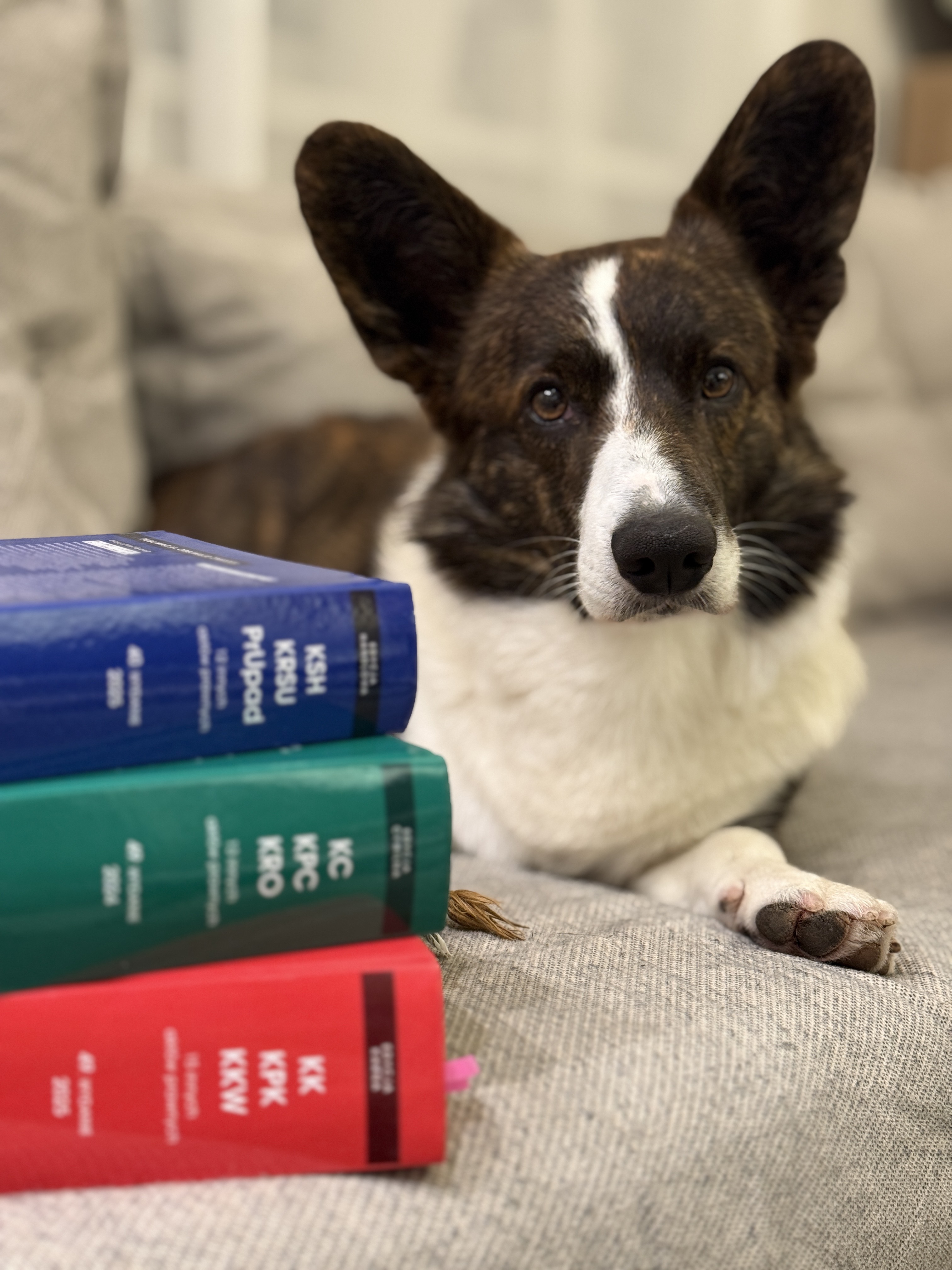 II Miejsce_Anna Wyrąbek_aplikant.jpeg